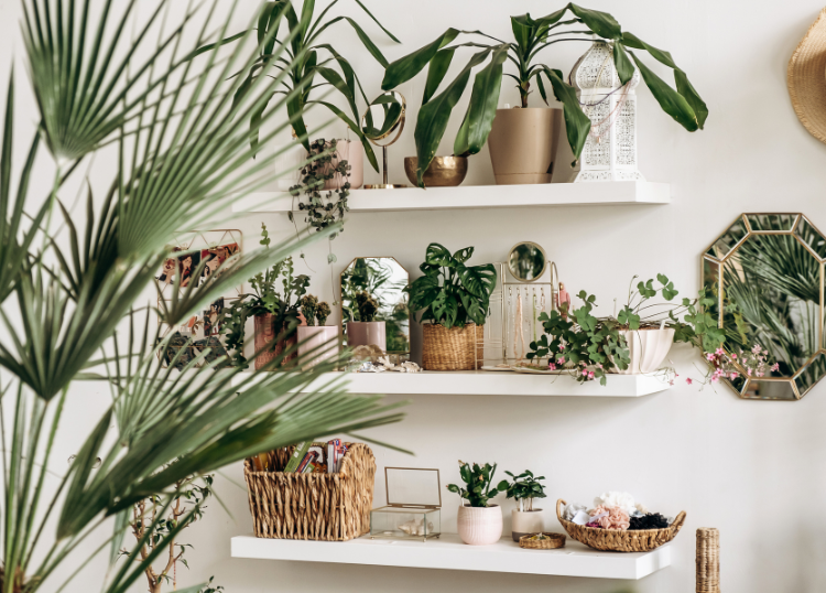 Biophilic Design Beyond Indoor Plants