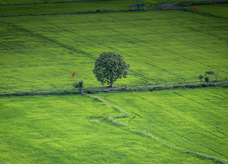 Brownfield vs Greenfield Developments Explained