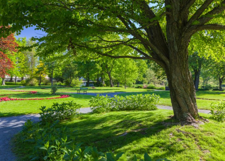 The Business Case for Shaded Public Space